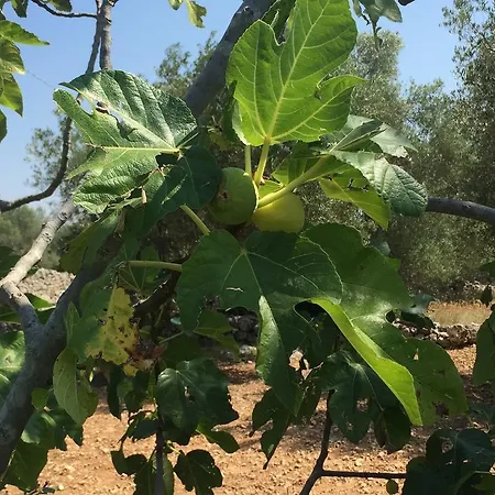 Casa di campagna Il Trullo Di Galeasi *